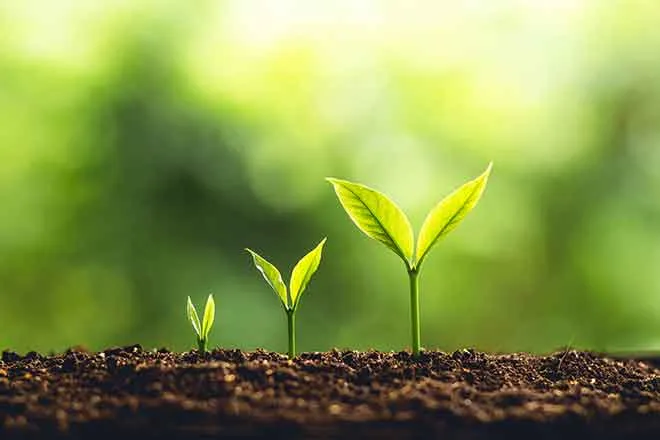 PROMO 64J1 Agriculture - Column Sowing Seeds Plant Growth Soil Green - iStock - ArtRachen01