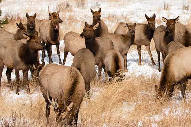 PROMO 64J1 Animal - Elk Rocky Mountain National Park - NPS PROMO Animal - Elk Rocky Mountain National Park - NPS