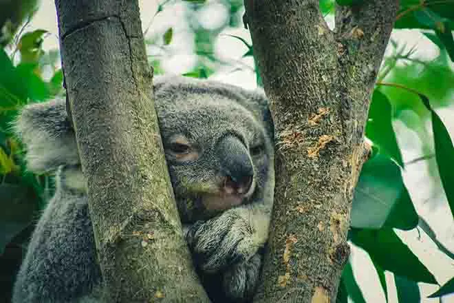PROMO 64J1 Animal - Koala - Pexels.com - Chris F PROMO 64J1 Animal - Koala - Pexels.com - Chris F