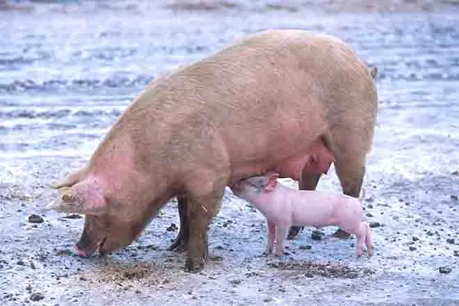 PROMO 64J1 Animal - Sow Piglet Hog - Wikimedia - Public Domain PROMO Animal - Sow Piglet Hog - Wikimedia - Public Domain
