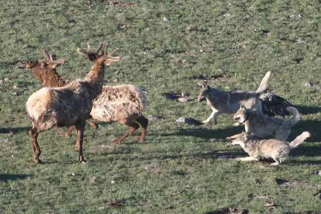 PROMO 64J1 Animal - Wolves Hunting Elk Wolf - NPS PROMO Animal - Wolves Hunting Elk Wolf - NPS