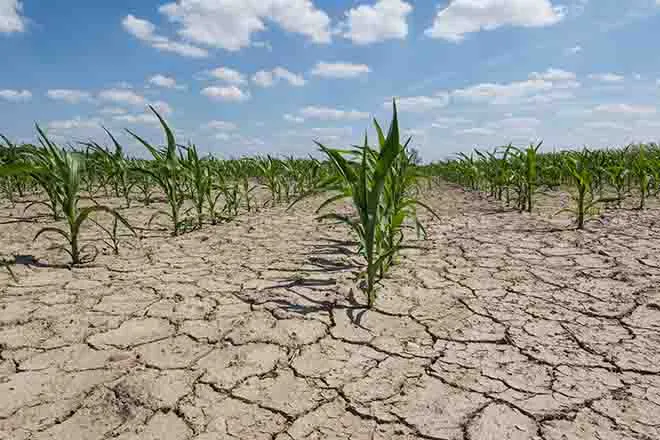 PROMO 64J1 Weather - Drought Cracked Mud Corn Field Agriculture - iStock - Taglass PROMO 64J1 Weather - Drought Cracked Mud Corn Field Agriculture - iStock - Taglass