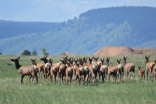 PROMO 660 x 440 Animal - Elk Herd Two Ponds National Wildlife Refuge - USFWS - Ryan Moehring - public domain