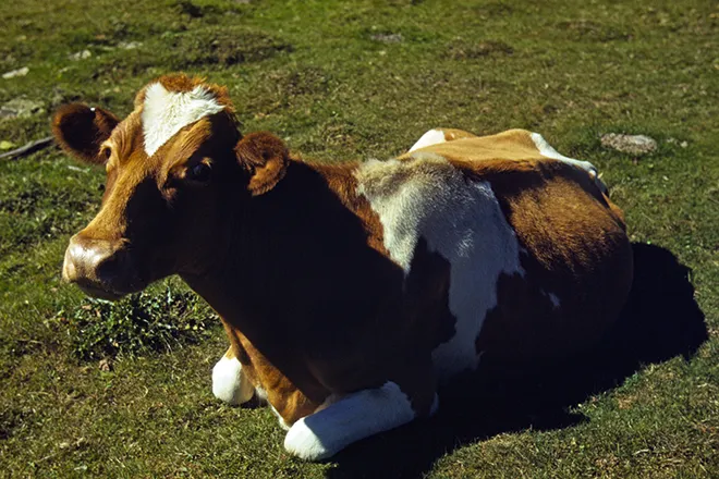 PICT Animal - Guernsey Cattle PICT Animal - Guernsey Cattle