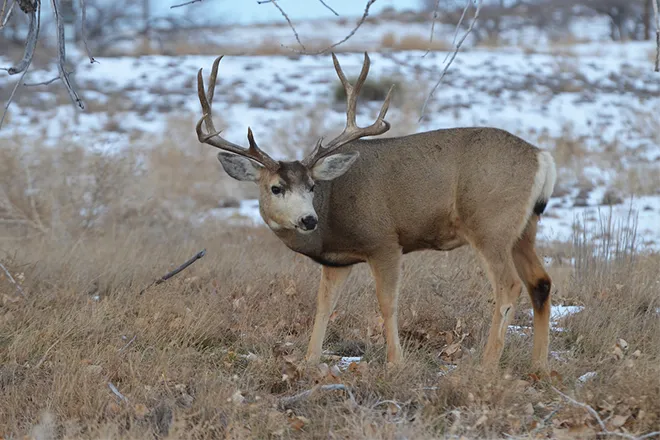 PROMO 660 x 440 Animal - Mule deer - CPW PROMO 660 x 440 Animal - Mule deer - CPW