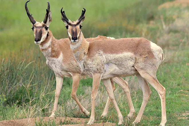 PROMO 660 x 440 Animal - Pronghorn Antelope Arapaho National Wildlife Refuge - USFWS - Tom Koerner - public domain PROMO 660 x 440 Animal - Pronghorn Antelope Arapaho National Wildlife Refuge - USFWS - Tom Koerner - public domain