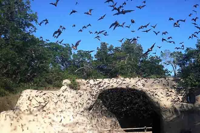 PROMO Animal - Bats emerging from Chiroptorium - USFWS - Ann Froschauer - Public Domain