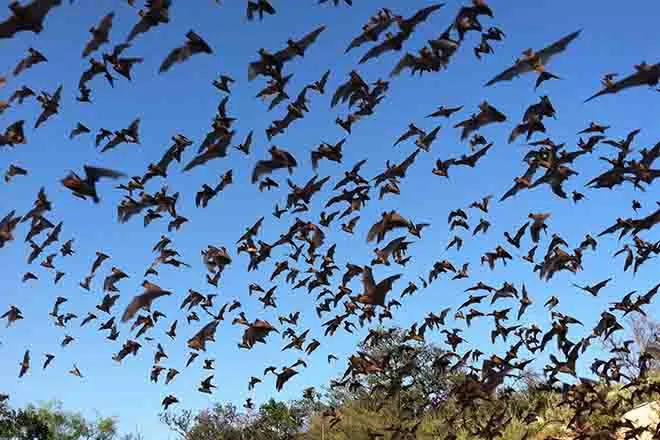 PROMO Animal - Mexican free-tailed bats - USFWS - Ann Froschauer - Public Domain