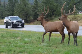 PICT - Vehicle Deer Road - CPW