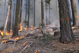 PICT Low Intensity Controlled Burn Forest - Eric Knapp USFS PICT Low Intensity Controlled Burn Forest - Eric Knapp USFS