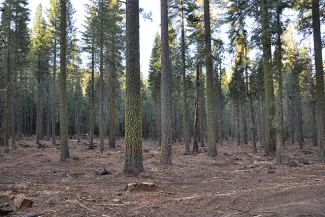 PICT Thinned Forest - Eric Knapp USFS PICT Thinned Forest - Eric Knapp USFS