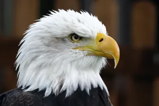 PICT EarthTalk - Bald Eagle - pixels.com - anthony PICT EarthTalk - Bald Eagle - pixels.com - anthony