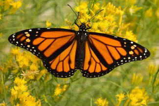 PICT monarch-butterfly-on-rabbitbrush-seedskadee - Tom Koerner - USFWS PICT monarch-butterfly-on-rabbitbrush-seedskadee - Tom Koerner - USFWS