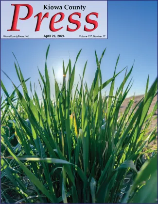 Ground level view of wheat grass plants with blue sky in the background.