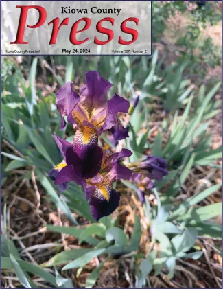 Purple iris bloom as seen from above.