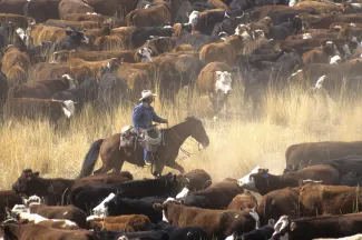 Person on horseback galloping between to groups of cattle