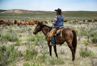 Person on horseback in a rural setting looking at a herd of cattle in the distance