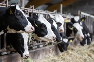 Dairy cattle confined and grazing on hay.