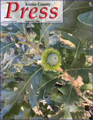 Acorn ripening on a Burr Oak tree - Chris Sorensen