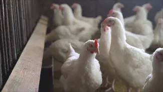 PROMO HIRES Animal - Agriculture Chicken Avian Influenza Bird Flu - Ruslan Sidorov - iStock-1197330374 Flock of chickens in an indoor free range facility - Ruslan Sidorov - iStock-1197330374