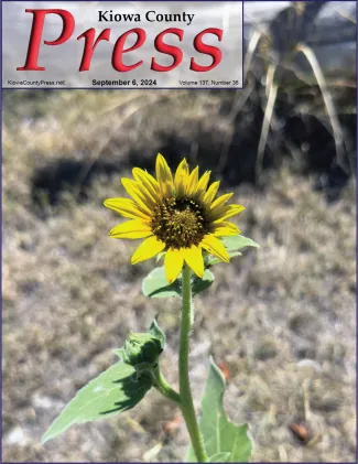 Despite drought and grasshoppers, a few wild sunflowers have survived - Chris Sorensen.