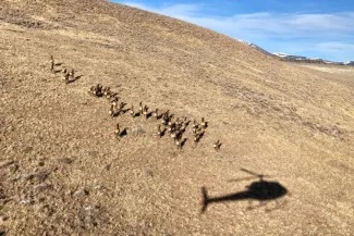 A small elk herd is visible along with the shadow of a helicopter flying over a mountainous area.