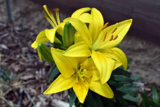 Cluster of three blooming lily flowers.