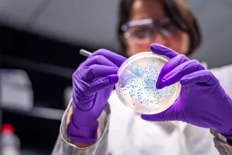 Person wearing gloves and eye protection examines a laboratory specimen dish