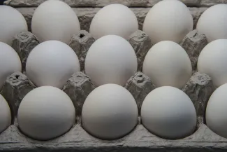 PROMO HIRES Animal - Chicken Eggs Carton - wikimedia A tray of eggs.