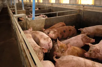 PROMO HIRES Animal - Pig Swine Hog Agriculture - curtoicurto - iStock-529135883 Indoor pens of pigs