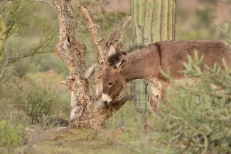 Feral burro grazing on native vegetation - Arizona Game and Fish Department Feral burro grazing on native vegetation