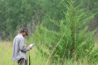 Person using a tablet device facing a young red cedar tree.