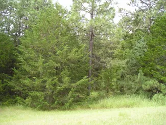 A stand of Eastern Juniper trees along the Niobrara National Scenic River in Nebraska