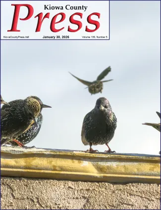 Photo of the week from the January 30, 2026, edition of the Kiowa County Press in Eads, Colorado -  Common Starlings take advantage of melting snow for a drink or a bath. - Chris Sorensen.