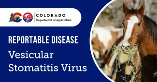 Vesicular stomatitis confirmed in Colorado horse