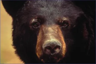 PROMO Outdoors Bear PROMO Outdoors Bear