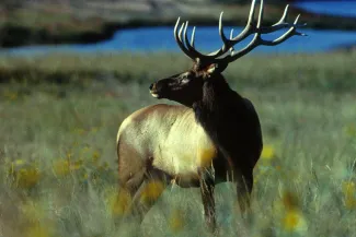 PROMO 660 x 440 Animal - Bull elk - USFWS PROMO 660 x 440 Animal - Bull elk - USFWS