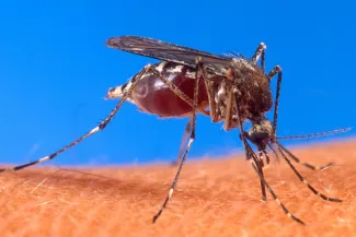 PROMO 660 x 440 Animal - Mosquito Biting Human - Wikimedia PROMO 660 x 440 Animal - Mosquito Biting Human - Wikimedia