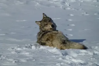 PROMO Animal - Gray Grey Wolf Snow - USFWS - public domain