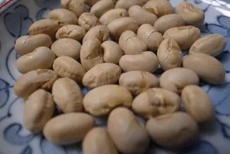 PROMO 64J1 Agriculture - Soybeans - FlickrCC - Toshiyuki Imai PROMO 64J1 Agriculture - Soybeans - FlickrCC - Toshiyuki Imai