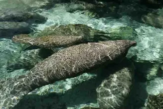 PROMO 64J1 Animal - Florida Manatees - USFWS - Steve Hillebrand PROMO Animal - Florida Manatees - USFWS - Steve Hillebrand