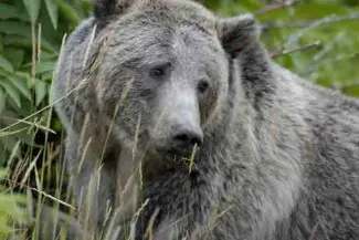 PROMO 64J1 Animal - Grizzly Bear in grass - USFWS - Terry Tollefsbol PROMO Animal - Grizzly Bear in grass - USFWS - Terry Tollefsbol