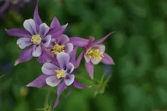 PROMO 64J1 Plant - Flower Columnbine Colorado - Pixabay - Janet Meyer PROMO Plant - Flower Columnbine Colorado - Pixabay - Janet Meyer