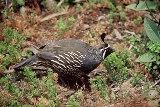 PROMO 660 x 440 Animals - California quail - USFWS