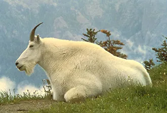 PICT Mountain Goat - USFWS