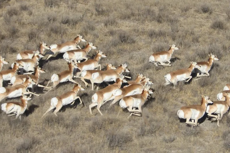 PICT Pronghorn Antelope Herd Running - CPW