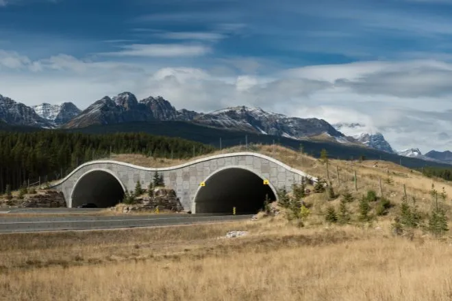 How infrastructure projects can help wildlife