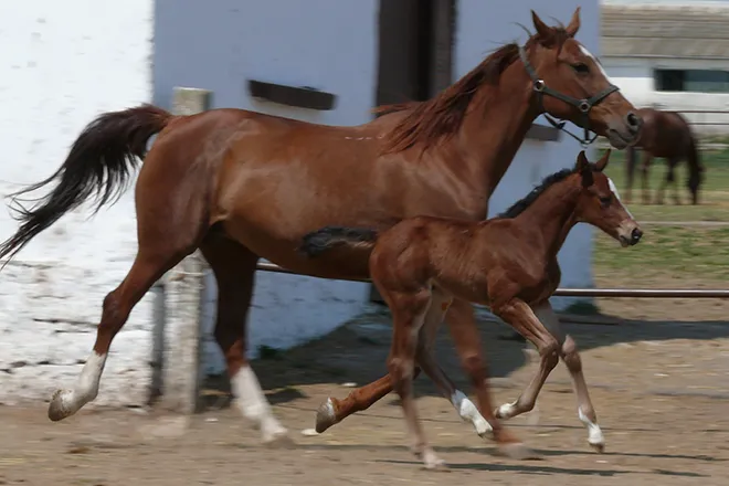 Adult horse and colt trotting near a building