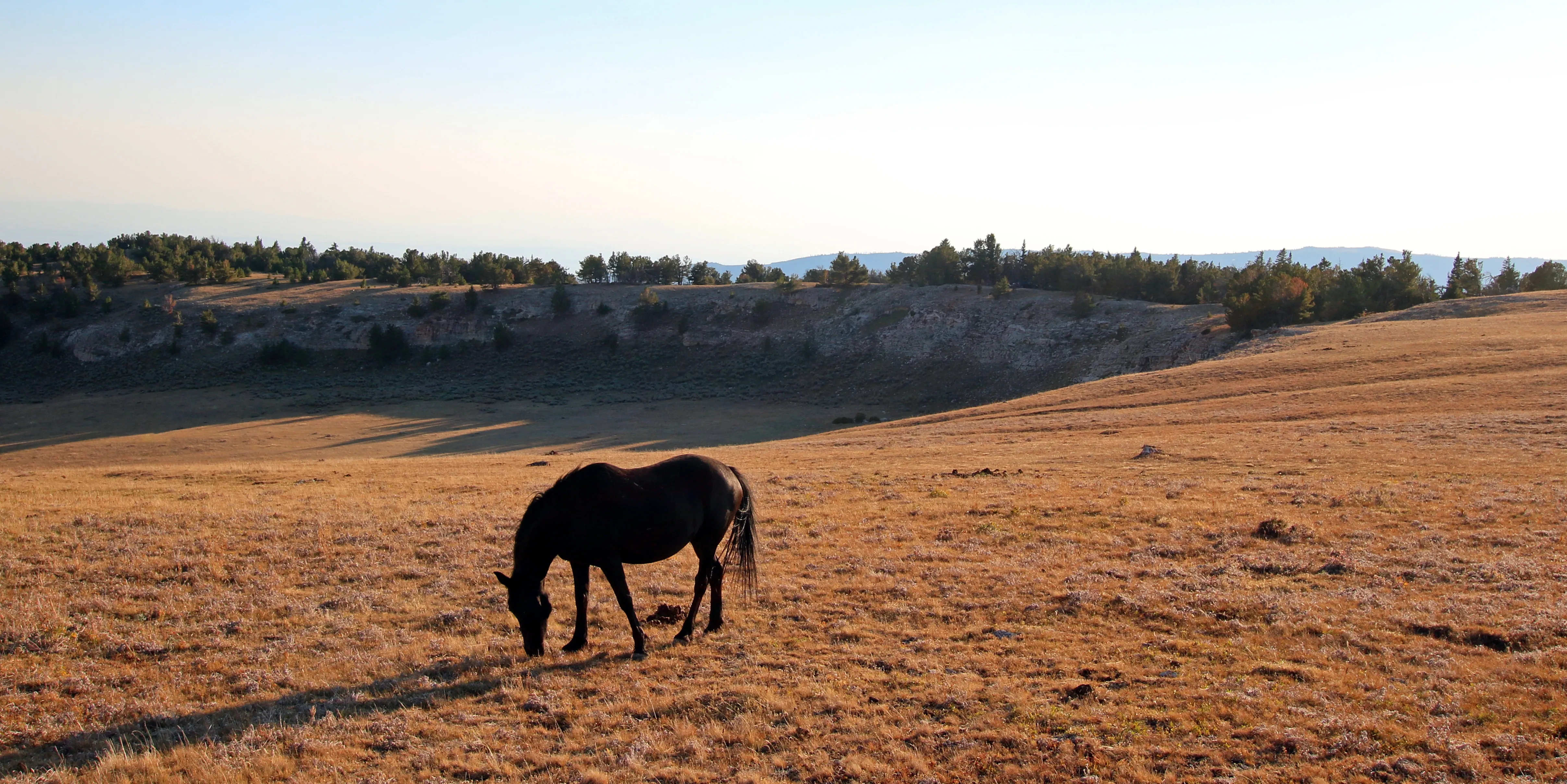 Lone horse grazing in a mountain pasture