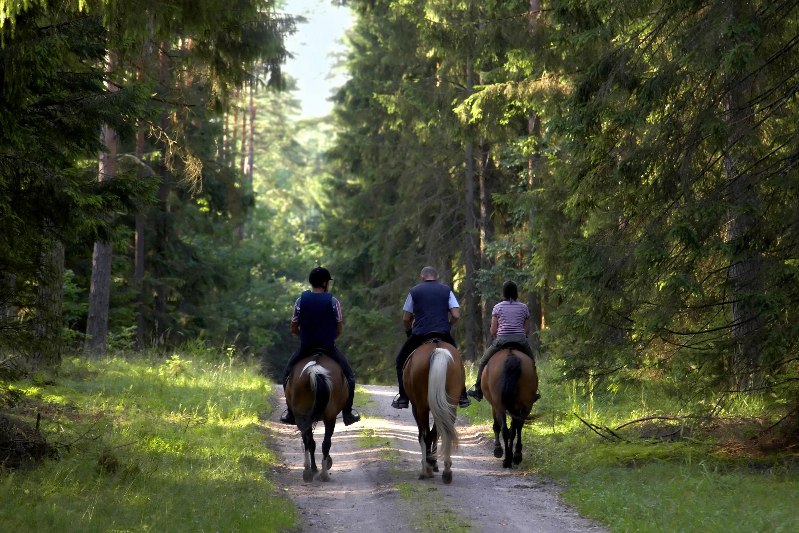 People on horseback riding away down a trail into a forest